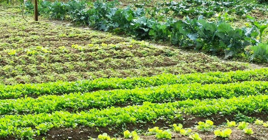 10006394_728559413884277_5519856626005382428_n